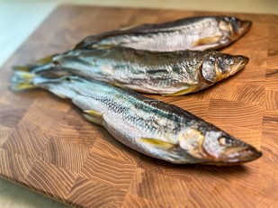 Кальмар паутинка 